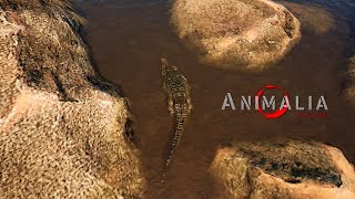 กุสตาฟ จระเข้นักฆ่า! (Nile Crocodile) - Animalia Survival #7