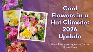 All the Spring Flowers for 2026! What I am planting this fall on my Texas flower farm
