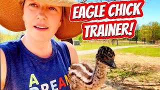 Training Baby Eagles (and Emus): A Preschooler's Amazing Techniques by Junod Acres Homestead 2,492 views 1 month ago 11 minutes, 40 seconds