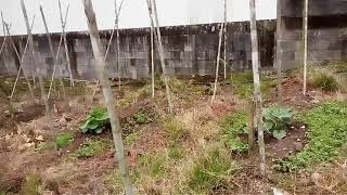 Lotes en venta Cartago