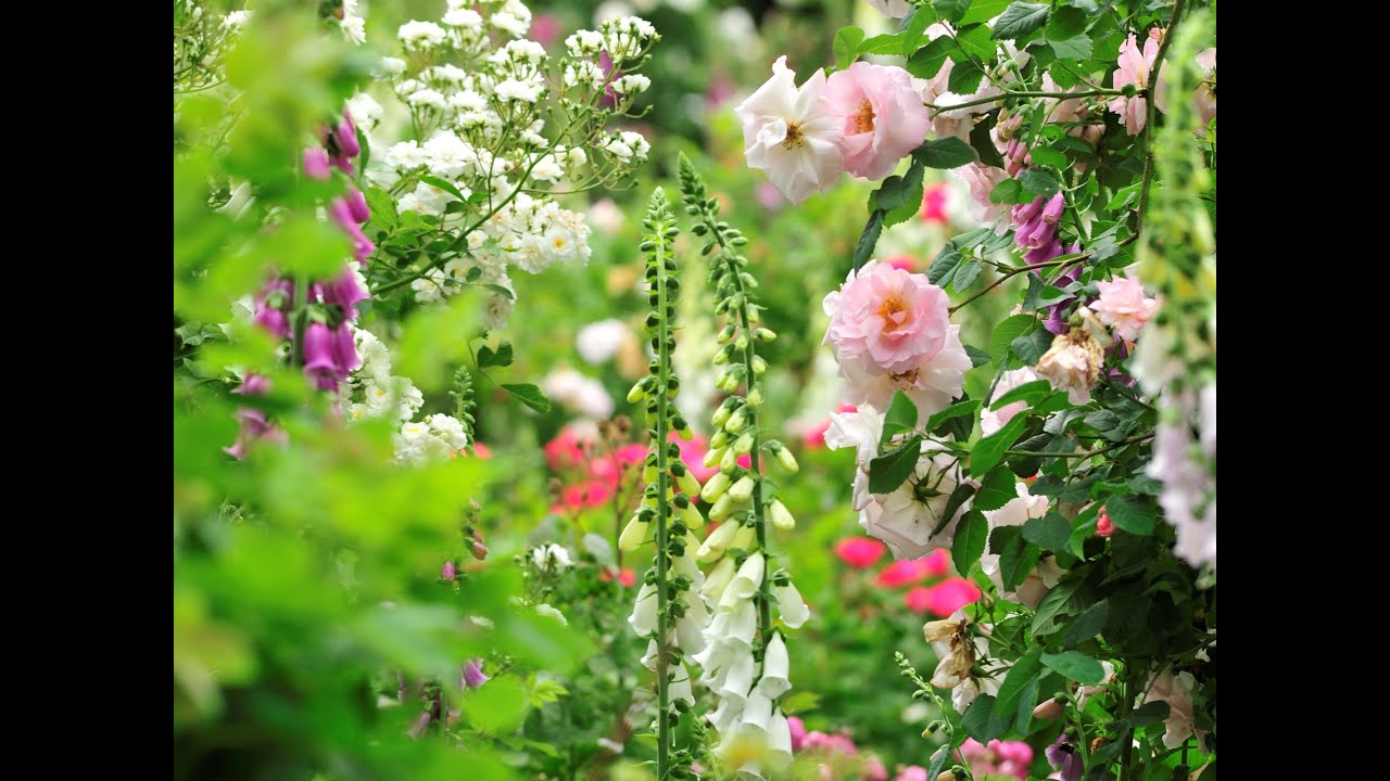 De rozentuin van Arboretum Kalmthout