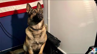 Update on K-9 shot near Jacksonville Zoo