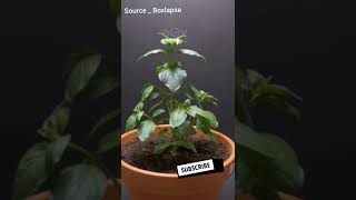 THAI BASIL growing time lapse. |திருநீற்றுப்பச்சிலை.