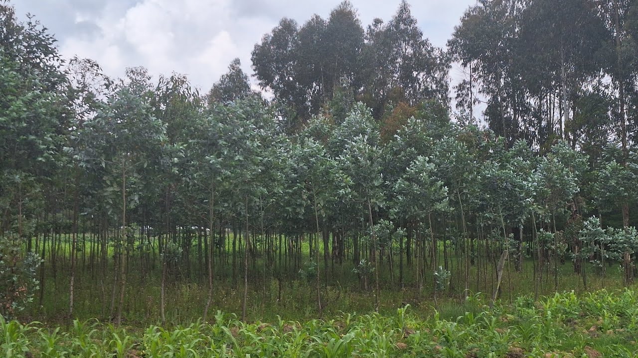 Nature need patience to show wonders. Check out this!!! When treated badly nature does not forgive.