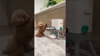 Genius Dog Moment 🐶🤯 #shorts #facts #dog #viral