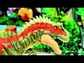 🦖 Epic Dinosaur Battle 🐊 Albertosaurus vs Kronosaurus | Jurassic Fan-Made Movie 🎥
