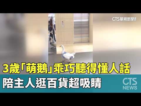 3-Year-Old "Adorable Goose" Is Well-Behaved and Understands Human Language, Steals the Show at th...