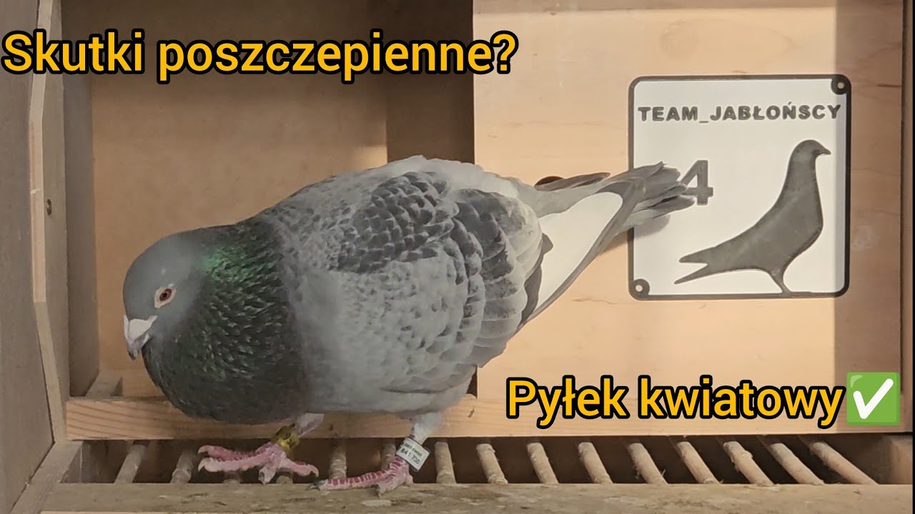 SKUTKI POSZCZEPIENNE❓️ PYŁEK KWIATOWY✅️ + DRUGIE PRÓBNE ŁĄCZENIE W PARY ✅️ Gołębie Pocztowe 2026