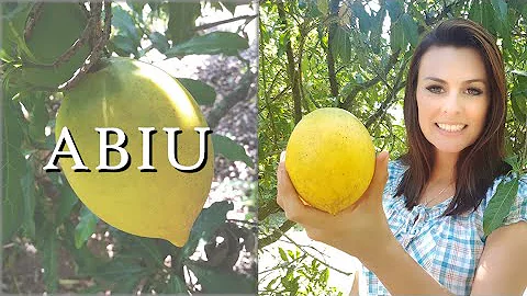 Quanto tempo leva um pé de abiu para produzir?