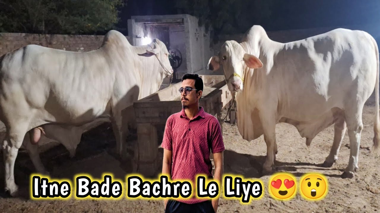 Rahim Yar Khan Ki Zabardast Deal 😍 | Camel Aur VIP Bachre Ka Soda ❤️ ||