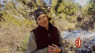 Juniper Tree species: An Introduction