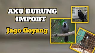 Download Lagu Mengenal Lebih Dekat Burung Poksay Hongkong, Burung ini jago goyang Lo.... MP3