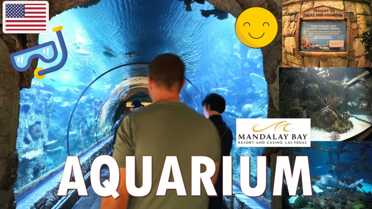 SHARK REEF AQUARIUM AT MANDALAY BAY RESORT & CASINO, LAS VEGAS NV + WALKING TOUR 2023 @indaynamo