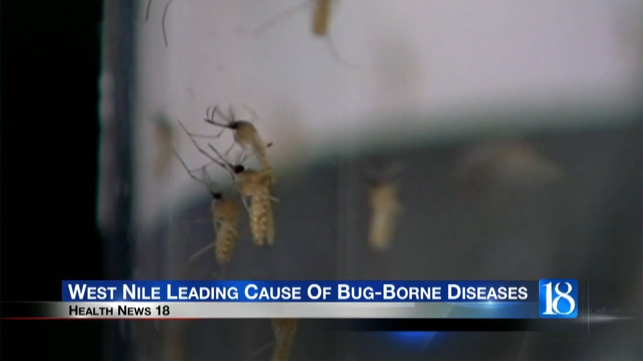 West Nile leading cause of bug-borne diseases