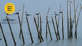 Download Lagu Pengamatan Ribuan Burung Air Di Teluk Pang-Pang, Banyuwangi | #ExploreBanyuwangi MP3