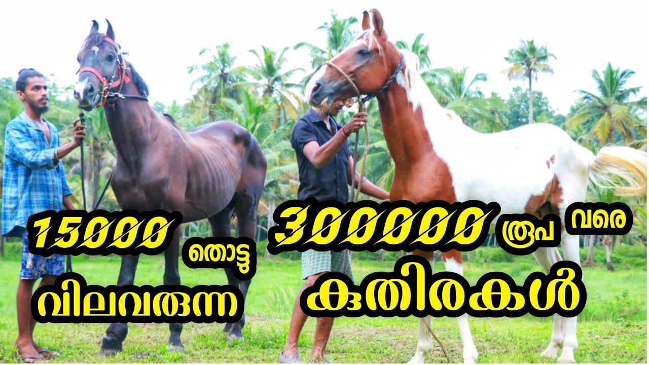 15000 തൊട്ടു 300000 രൂപവരെ വിലവരുന്ന കുതിരകൾ //Kerala biggest horses