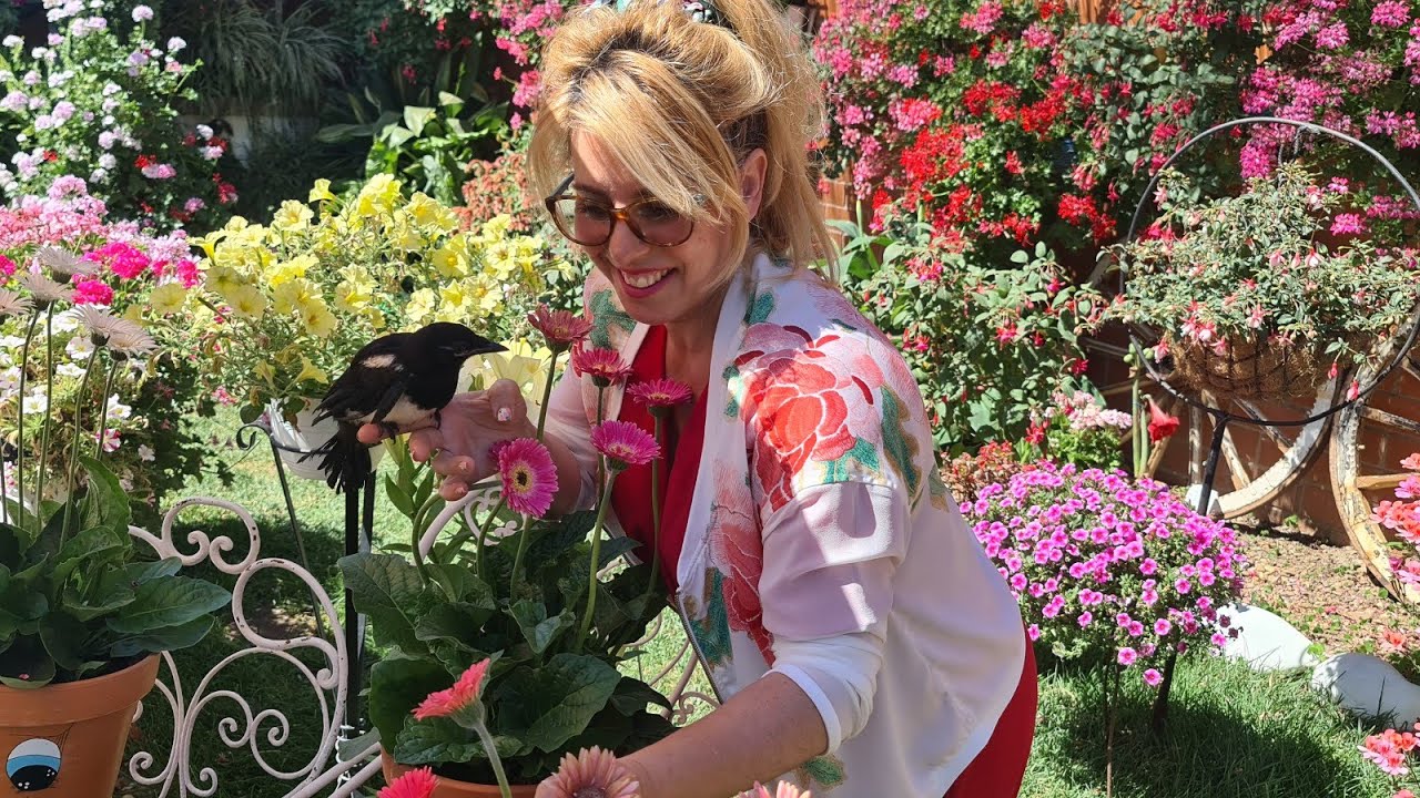 (ГЕРБЕРА) ВСЕ, ЧТО ВАМ НУЖНО ЗНАТЬ ОБ УХОДЕ, МЕСТОПОЛОЖЕНИИ, ВРЕДИТЕЛЯХ, РАЗМНОЖЕНИИ, ПОЛИВЕ, УДО...