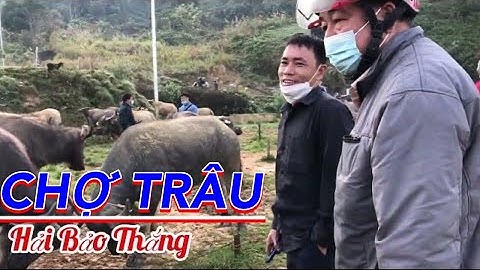 Khám phá chợ trâu tây bắc - chợ cốc ly | chợ phiên vùng cao