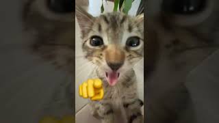 Vaaaahahaahahahahahah#Kitten #Cat #Cats #Memes2024