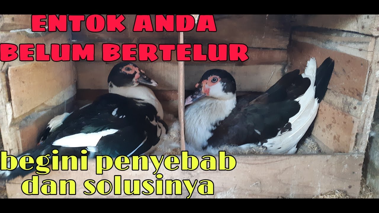 Cara entok cepat bertelur 