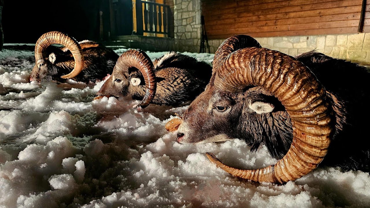 Mufflonjagd in der Slowakei 🇸🇰 | Drei trophäenstarke Mufflons auf der Strecke