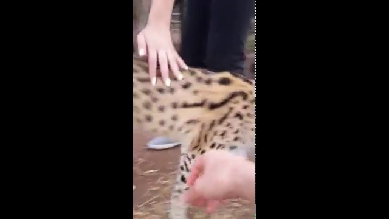 Kissaelaimia Etela-Afrikassa / Cats in Africa