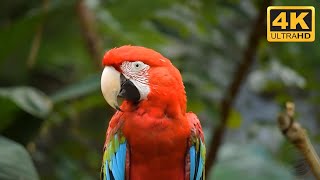 Relaxing Piano Music • Peaceful Piano Music, Beautiful Relaxing Music, Meditation, Spa, Sleep Music screenshot 2