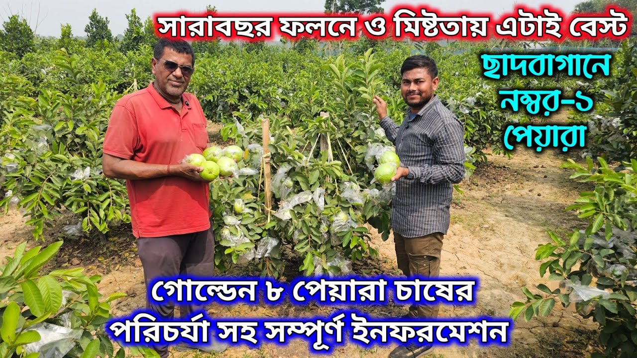 সেরা পেয়ারার জাত গোল্ডেন -৮ পেয়ারা। এই পেয়ারা চাষের পরিচর্যা সহ টেস্ট রিভিউ 