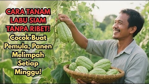 RAHASIA PETANI DESA! Labu Siam Berbuah Lebat Hingga Puluhan Kilo, Gak Nyangka Semudah Ini!