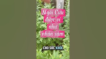 6 công dụng phổ biến từ lá ngải cứu.