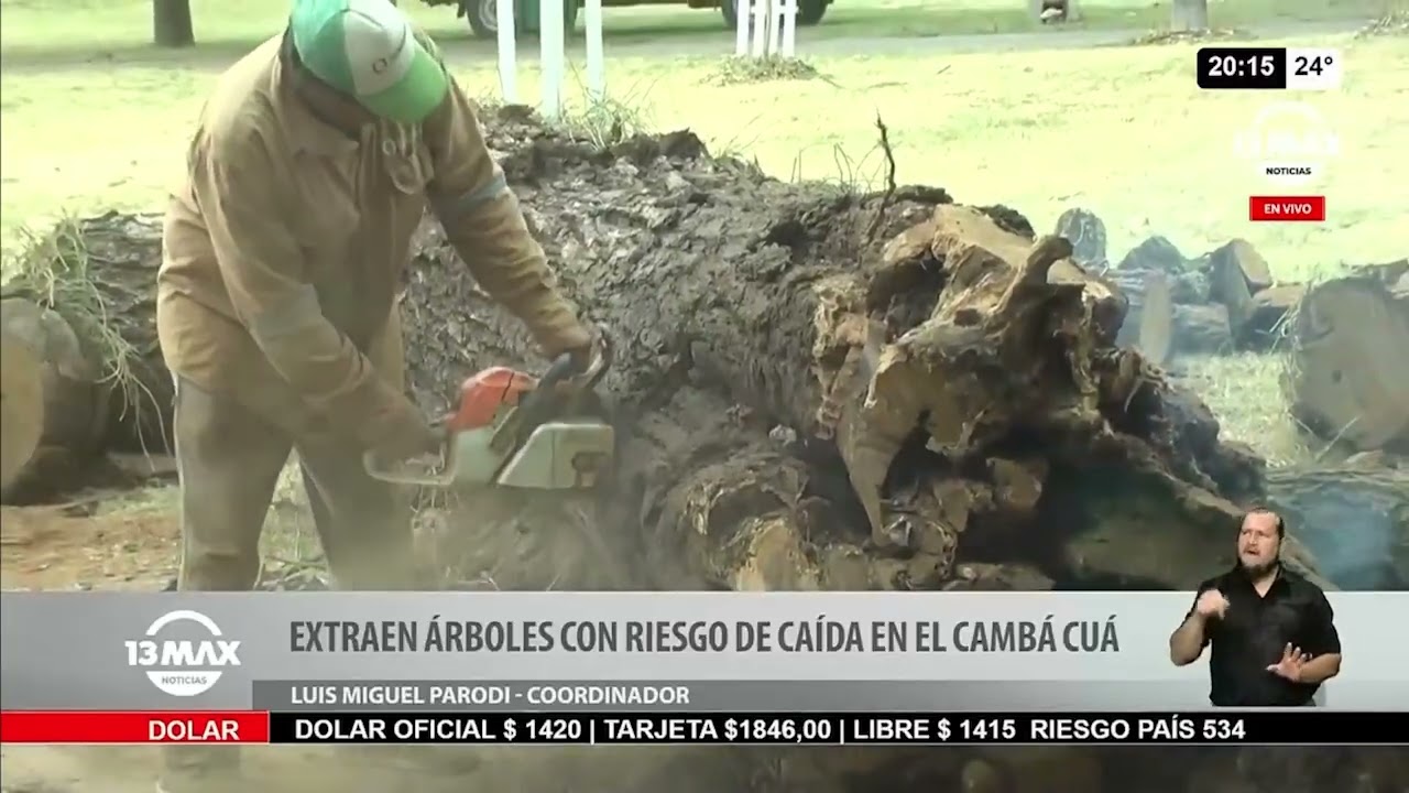 Extraen árboles con riesgo de caída en el Camba Cuá