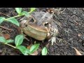 Close look at a cute toad