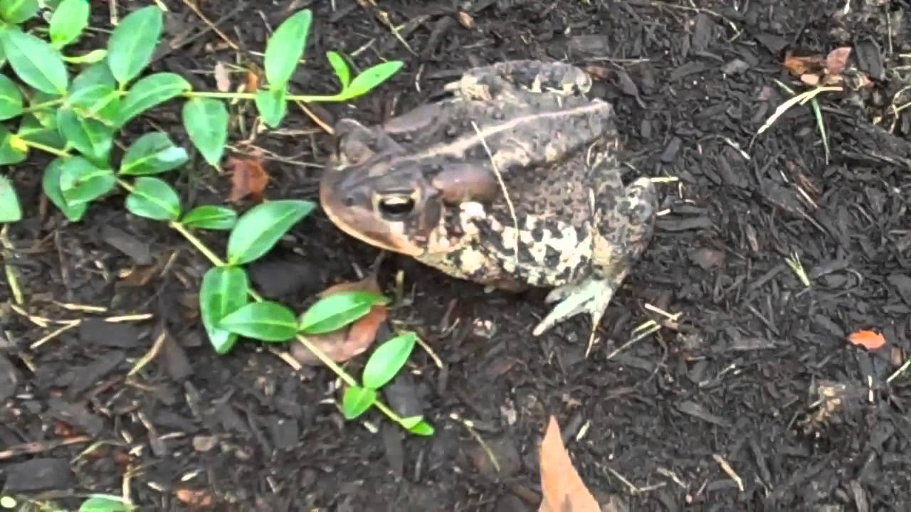 Close Look At A Cute Toad - YouTube