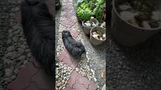 Fur babies  at the garden #mercysgarden  #dacshund  #shipoo  #morningroutine