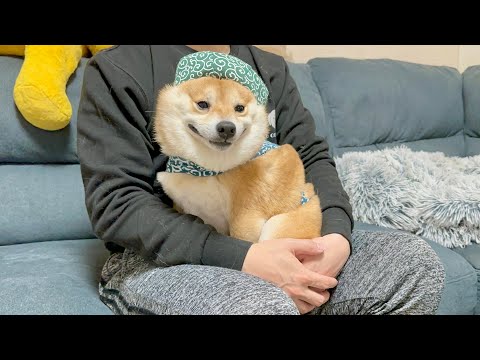 突然の雷に震えが止まらなくなってしまう豆柴に雷対処法を試してみた結果こうなりました...