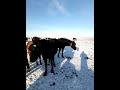 Лошади в -35 Казахстан, Карагандинская область, лошади Казахских пород с приливом Донской породы.