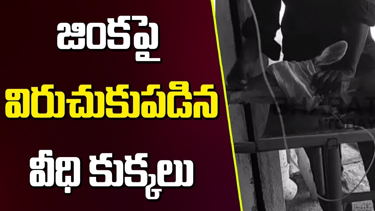 Stray Dogs Attack Deer ll Forest Depart Rescues Deer, Shifted To Veterinary Clinic