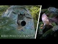 SMALL BIRD PHOTOGRAPHY in the forest // Photographing birds in tragopan V6 blind