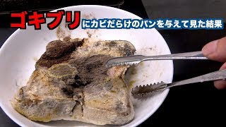 臭いゴキちゃんに臭いカビだらけのパン与えて見た結果。