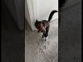My #cat again in #ai #catsoftiktok #pet #petsoftiktok