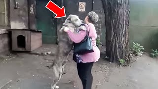 Stray Dog Recognizes The Woman Before Him – And Started to Cry!