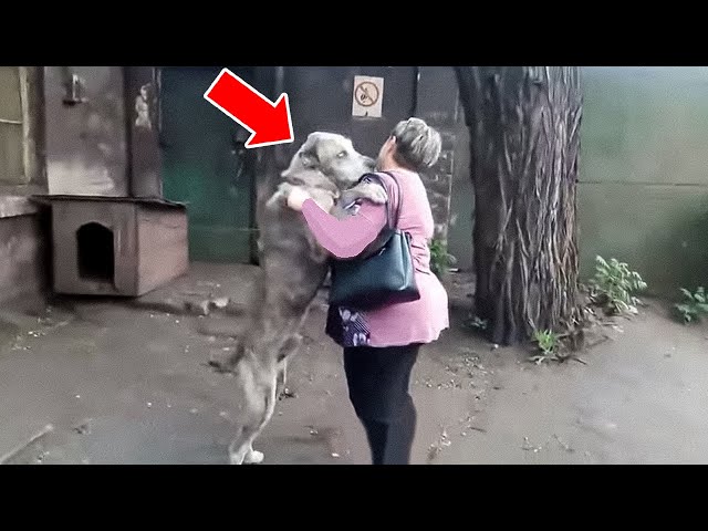 Stray Dog Recognizes The Woman Before Him – And Started to Cry! - YouTube