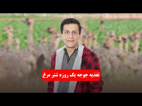 تغذیه جوجه یکروزه شتر مرغ غذای جوجه شترمرغ پس از تولد