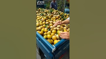 sapo. hồng xiêm tiền Giang. giá sinh viên