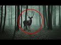 10 zombie deer caught on camera in real life