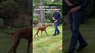 Training A DogReactive Vizsla! #dogtraining #vizsla #dog