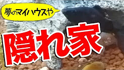 コリドラス 隠れ家まとめ Youtube