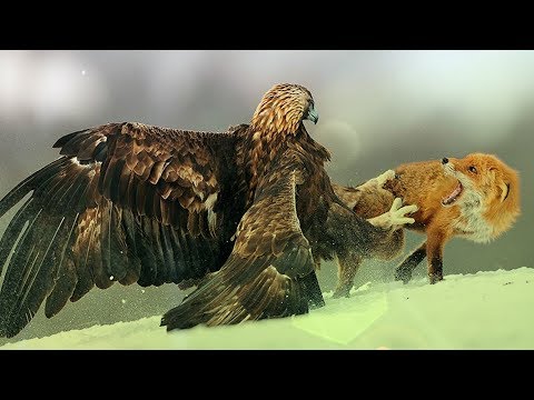 Most spectacular Eagles vs Fox compilation - Amazing skills and aerobatics , Video African Animals