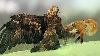 Most spectacular Eagles vs Fox compilation - Amazing skills and aerobatics , Video African Animals