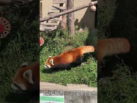 [北海道旅遊]旭山動物園 #北海道#shorts#北極熊#旭川#水豚#小熊貓#企鵝#國王企鵝